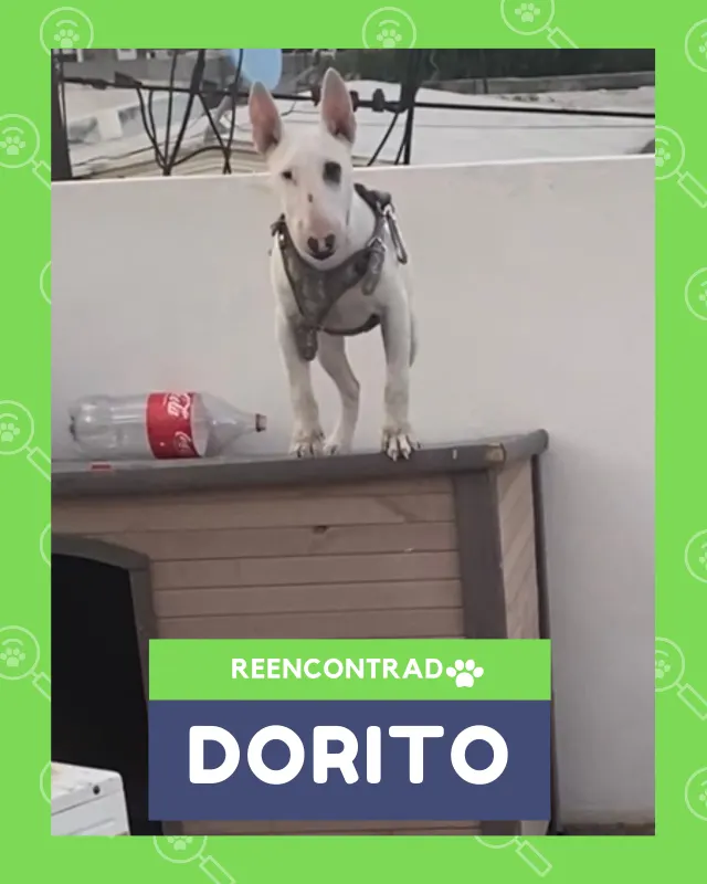 Dorito, de vuelta en casa gracias a Soy Huellas