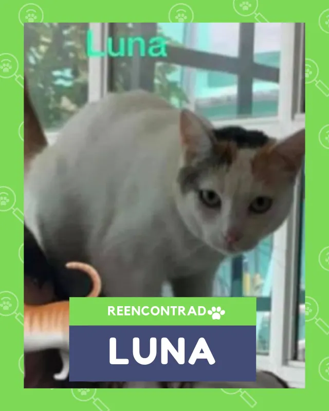 Luna, de vuelta en casa gracias a Soy Huellas