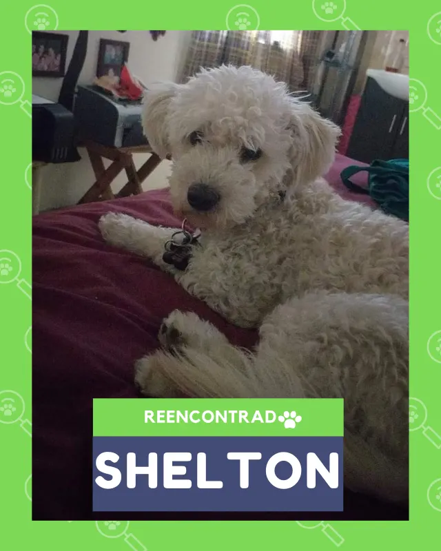 Shelton, de vuelta en casa gracias a Soy Huellas