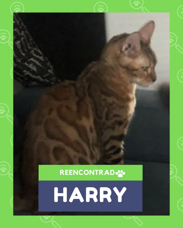 Harry, de vuelta en casa gracias a Soy Huellas